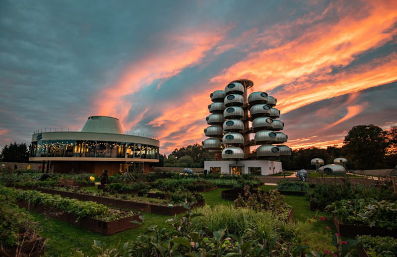 越看越像樹(shù)葡萄，但一點(diǎn)都不“土味”